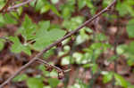 Smallflower pawpaw